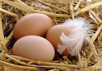 kachní vejce