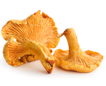 faire bouillir les girolles