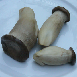 champignons eringi bouillis