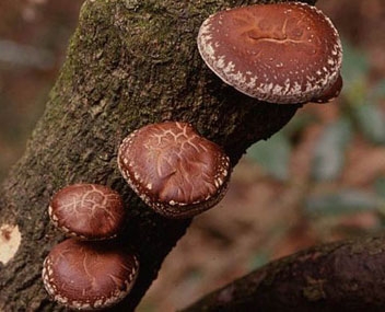 shiitake