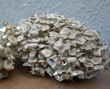 Maitake