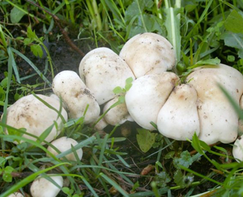 may mushrooms