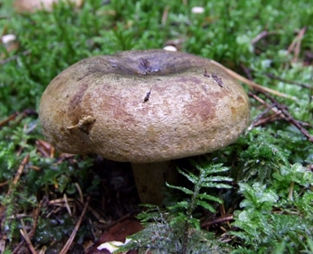 milk mushrooms