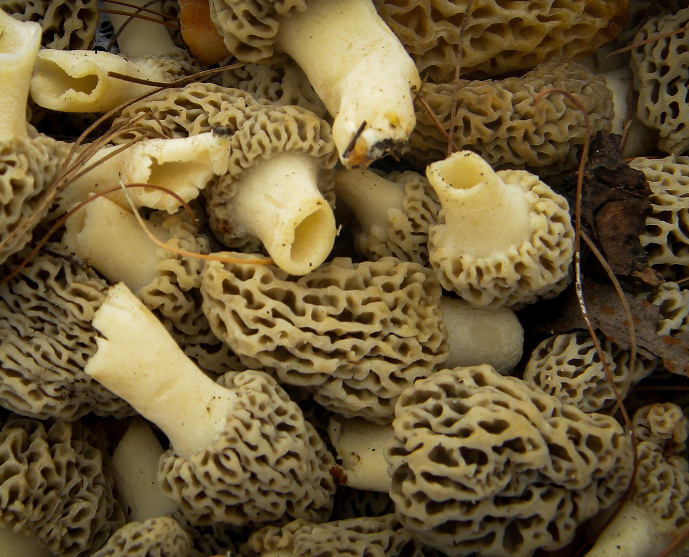 faire tremper et faire bouillir les morilles