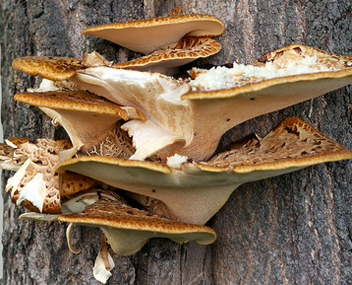 champignon de l'amadou