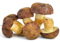 polské houby