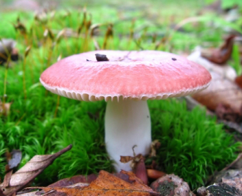 hoeveel russula te koken