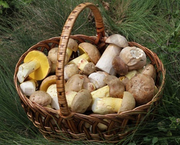 champignons semi-blancs