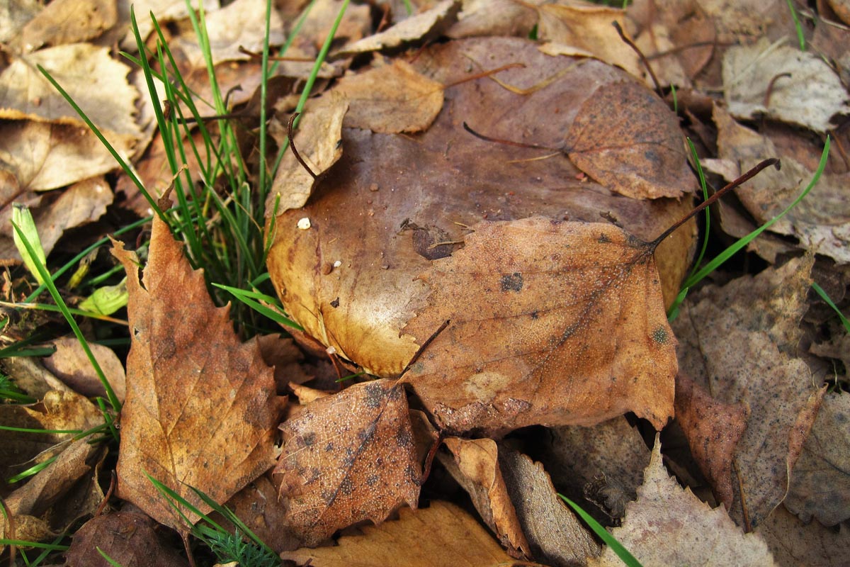 varkens groeien in het bos