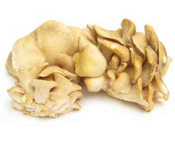 oyster mushrooms