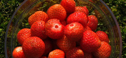 fraises pelées