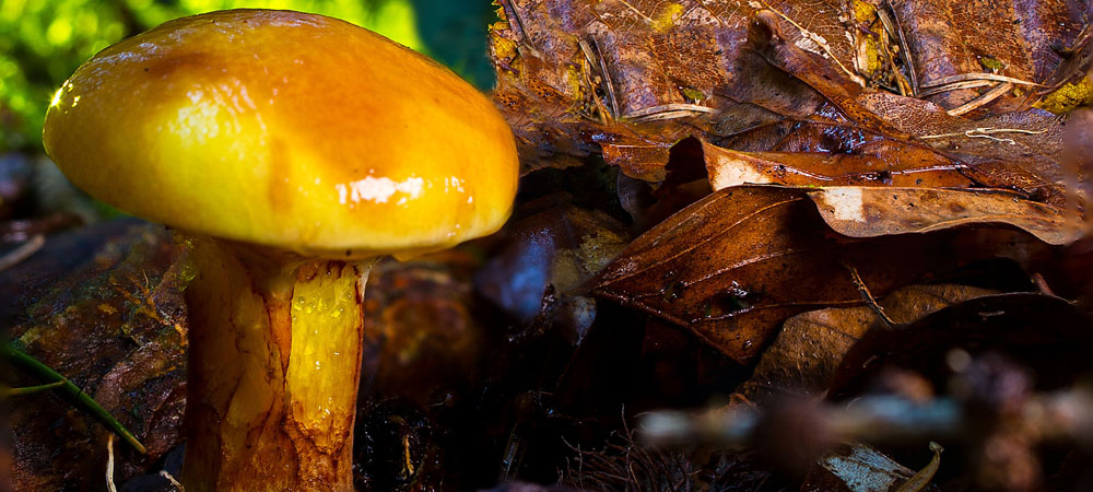 boletus