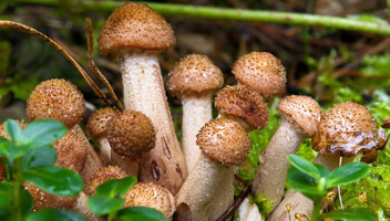 wat te doen met champignons na het koken