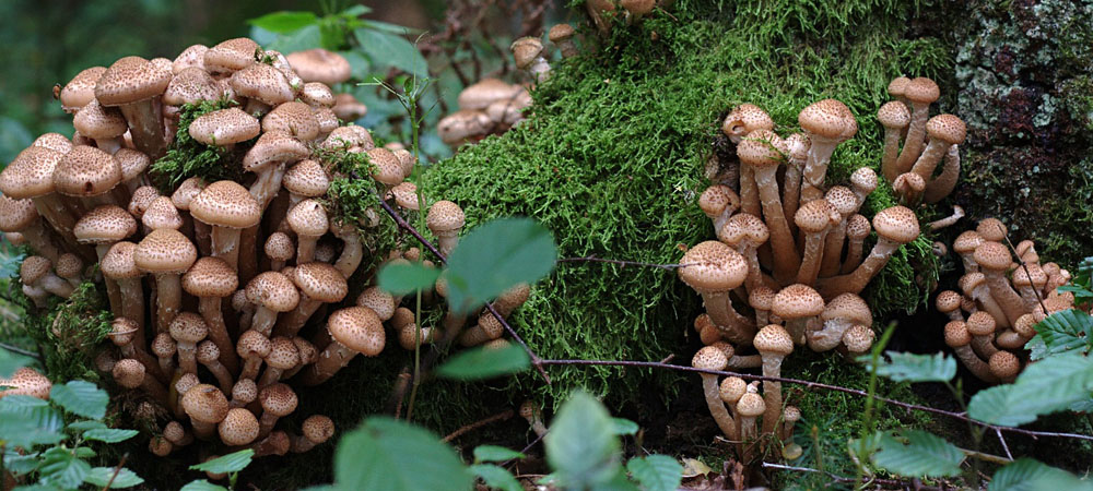 honey mushrooms