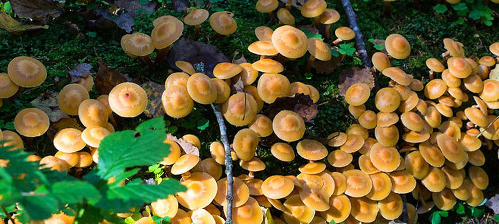 champignons au miel