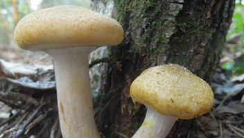 honey agarics