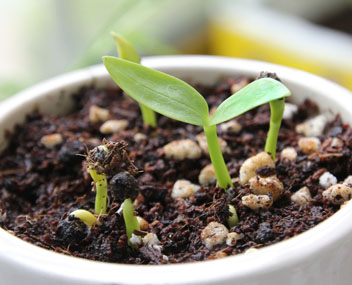 haricots germés