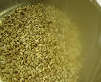 pearl barley