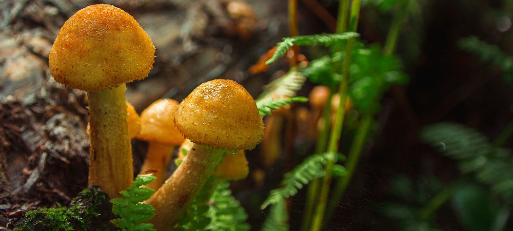 champignons au miel