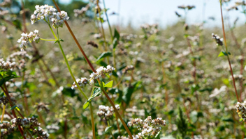 how buckwheat grows