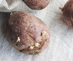 sprouted potatoes