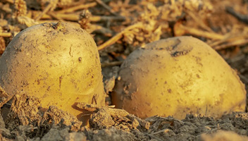 potatoes turn yellow when cooked