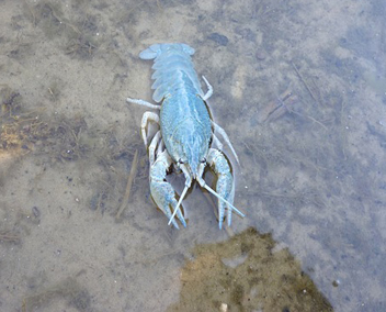 how to catch crayfish