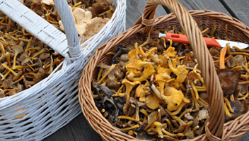 mushrooms after harvest