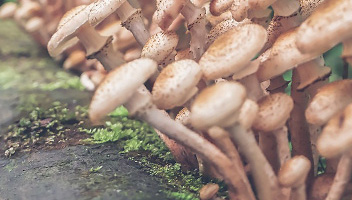 mold on honey agarics