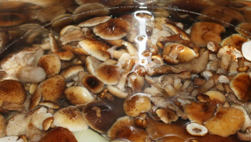 champignons au miel jaunis