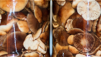 si les champignons fermentent