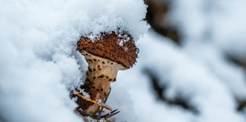 champignon de miel dans la neige