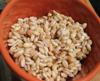 bitter pearl barley