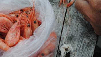 shrimp cleaning