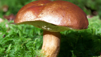 bittere boletus