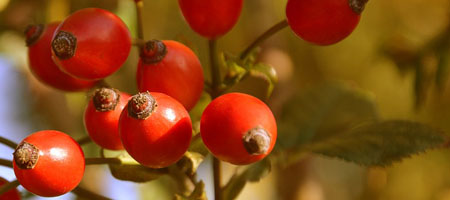 rose hip