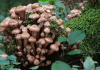 champignons au miel