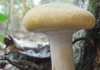 honey agarics