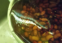fazole fermentované
