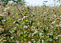 how buckwheat grows