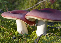 hoeveel paddenstoelen groeien