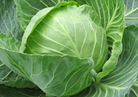 cabbage