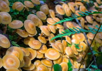 honey mushrooms