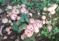 champignons au miel