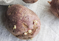 Sprouted potatoes