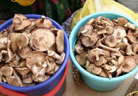 champignons au miel