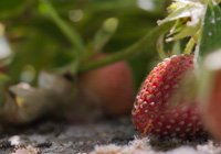 young strawberry