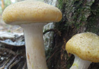 honing paddenstoelen