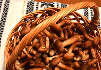 honey mushrooms