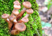 honing paddenstoelen